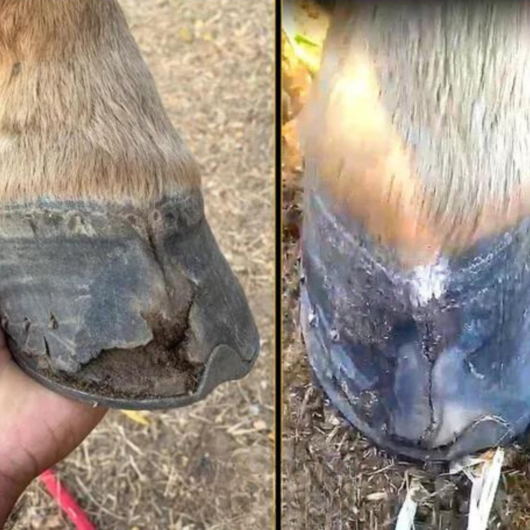 Kit Suplemento Cavalo Forte 1kg Super Premium + 1kg Crescimento + 1kg Casco e Pelo