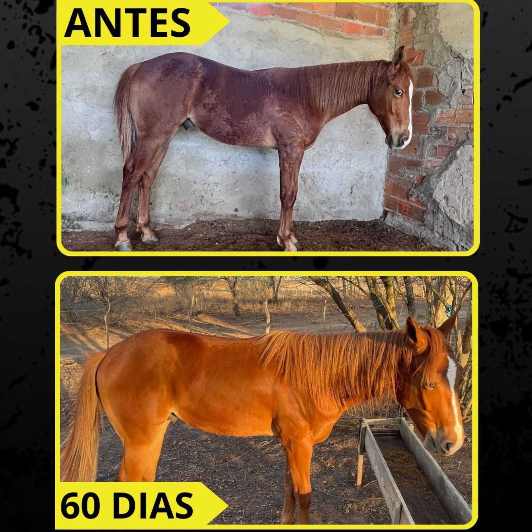 Kit Suplemento Cavalo Forte 2Kg Cavalo Forte Premium + 2Kg Crescimento 1kg cada